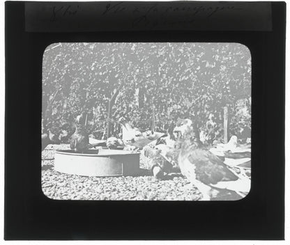 Pigeons, oiseaux, campagne, photo ancienne plaque de verre, positif 8,5x10 cm