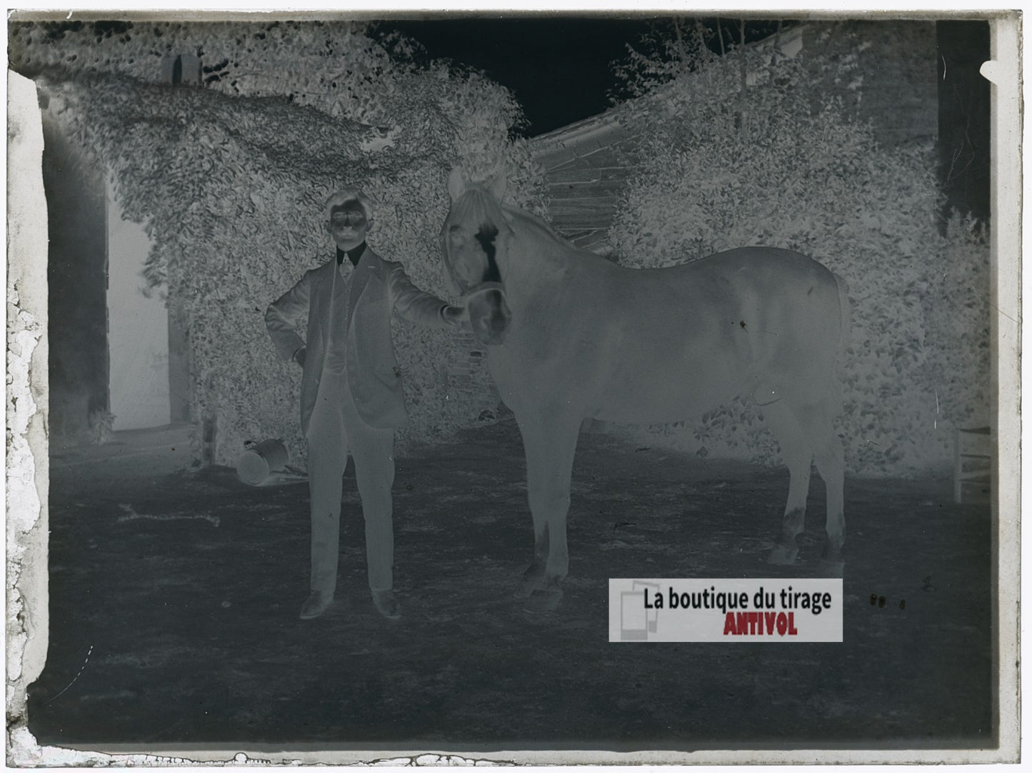 Homme posant avec un cheval, plaque verre photo ancienne, négatif 9x12 cm