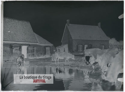 Cour de ferme, vaches, plaque verre, photo ancienne, négatif 9x12 cm