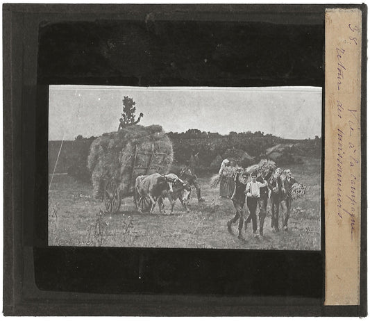 Moissonneurs, campagne dessin,photo ancienne plaque de verre, positif 8,5x10 cm
