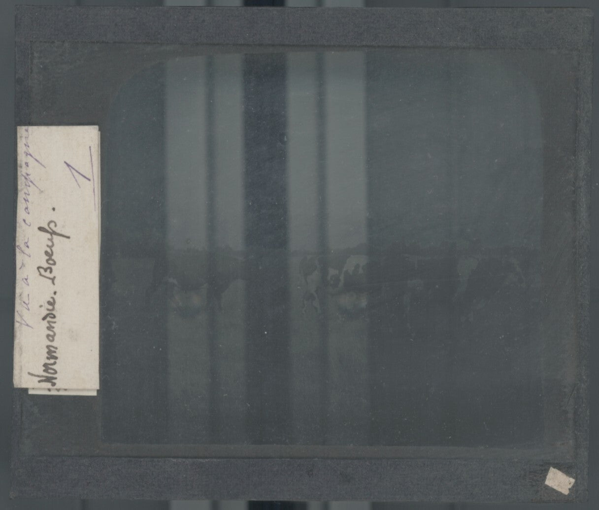 Boeufs Normandie, campagne, photo plaque verre, noir & blanc, positif 8,5x10 cm