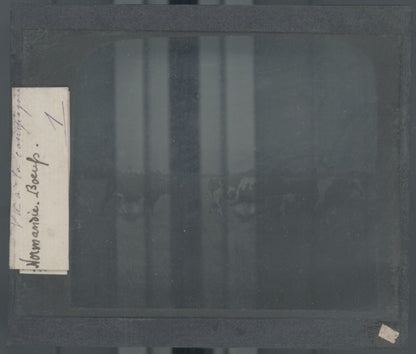 Boeufs Normandie, campagne, photo plaque verre, noir & blanc, positif 8,5x10 cm