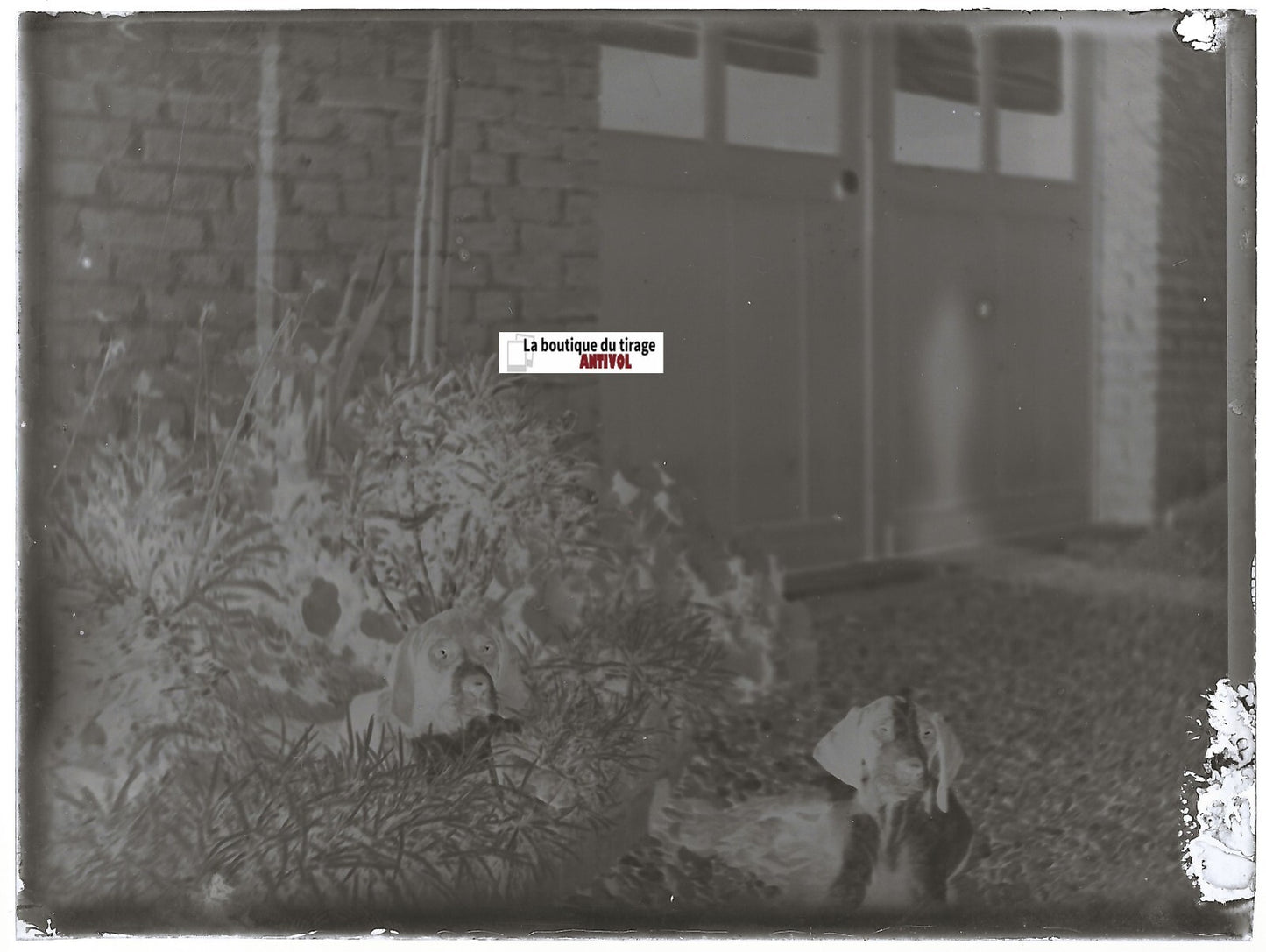 Chiens, chiots, plaque verre photo ancienne, négatif noir & blanc 9x12 cm