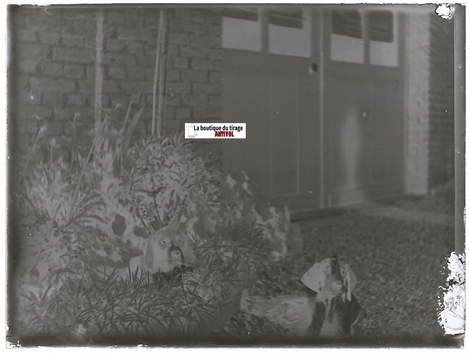 Chiens, chiots, plaque verre photo ancienne, négatif noir & blanc 9x12 cm