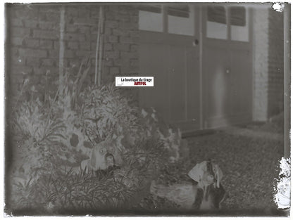 Chiens, chiots, plaque verre photo ancienne, négatif noir & blanc 9x12 cm