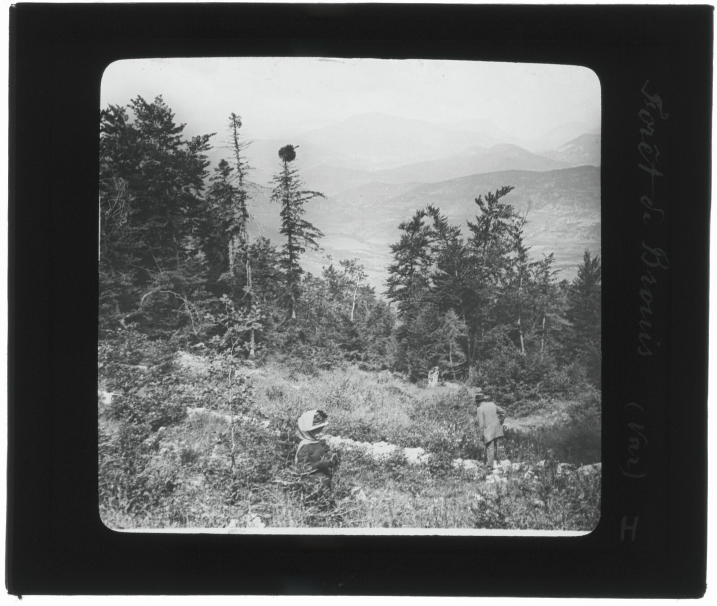 Forêt du Brouis, Var, photo ancienne plaque de verre, positif 8,5x10 cm
