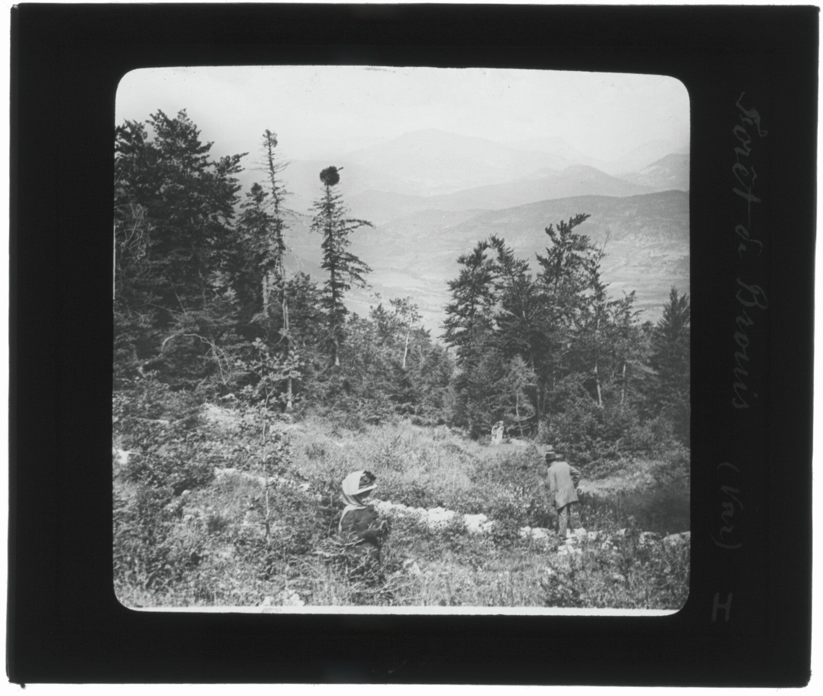 Forêt du Brouis, Var, photo ancienne plaque de verre, positif 8,5x10 cm