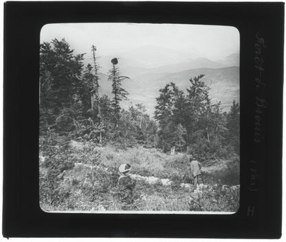 Forêt du Brouis, Var, photo ancienne plaque de verre, positif 8,5x10 cm