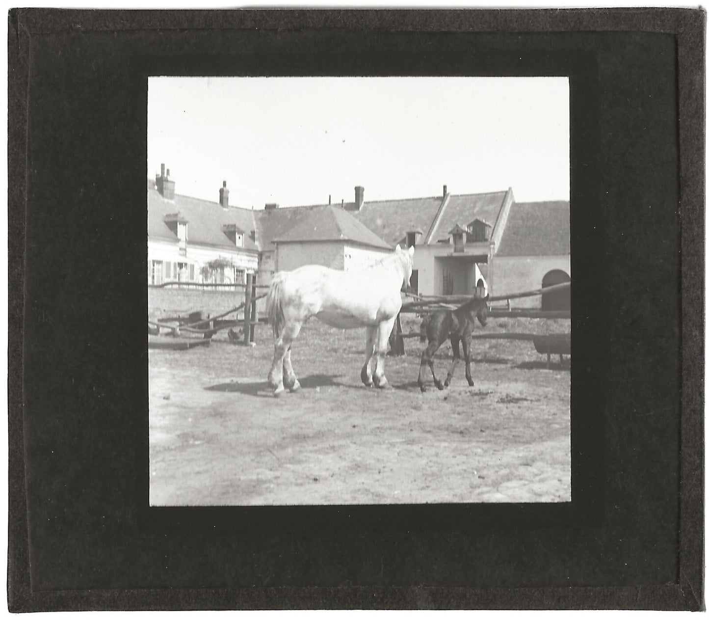 Poulain, Cerny-lès-Bucy, photo ancienne plaque de verre, positif 8,5x10 cm