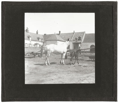 Poulain, Cerny-lès-Bucy, photo ancienne plaque de verre, positif 8,5x10 cm