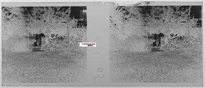 Maman, fille, Plaque verre photo stéréo, négatif noir & blanc 4,5x10,7 cm