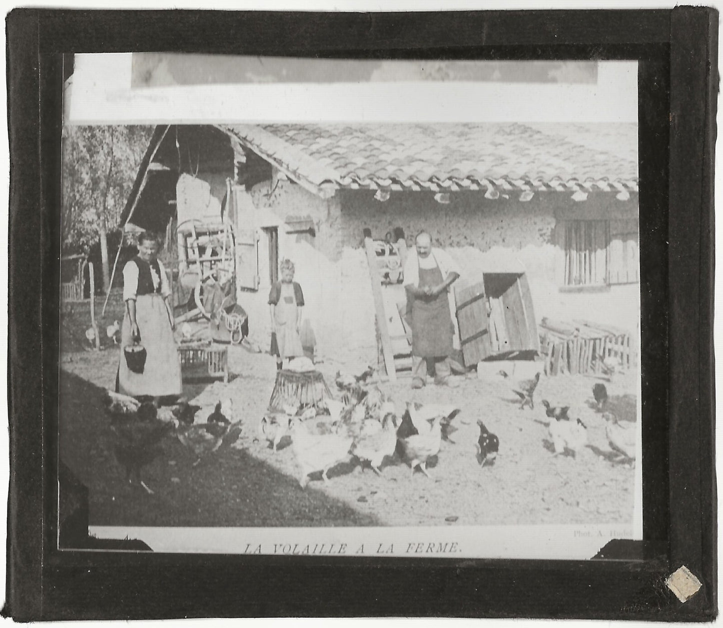 Volaille à la ferme, campagne, photo ancienne plaque de verre, positif 8,5x10 cm