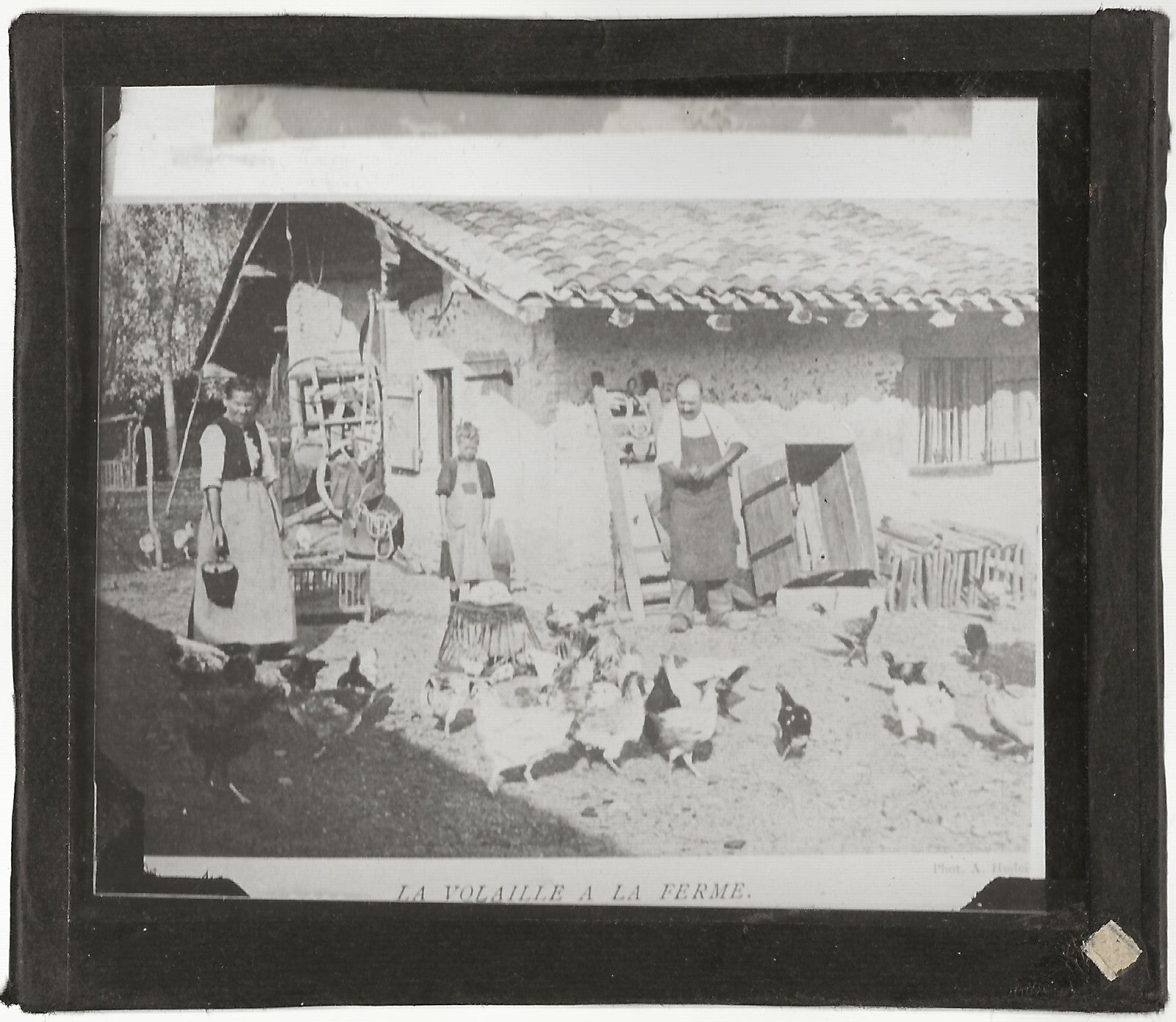 Volaille à la ferme, campagne, photo ancienne plaque de verre, positif 8,5x10 cm