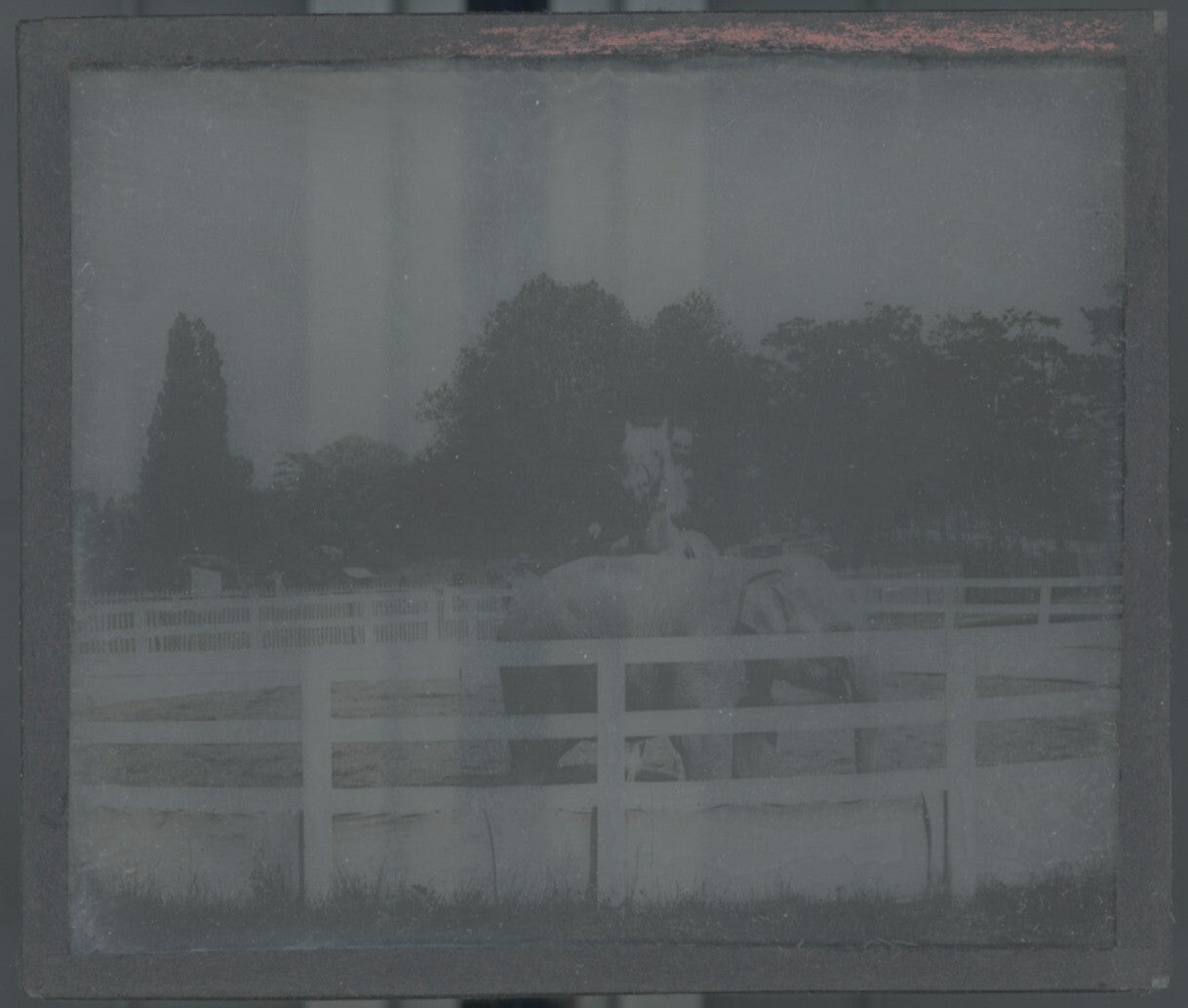 Éléphant, cheval, photo plaque de verre, noir & blanc, positif 8,5x10 cm