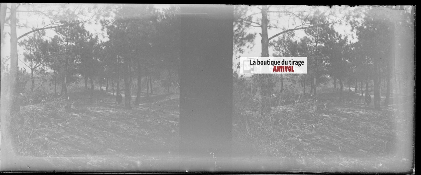 Campagne, nature, Plaque verre stéréoscopie, négatif noir & blanc 4,5x10,7 cm