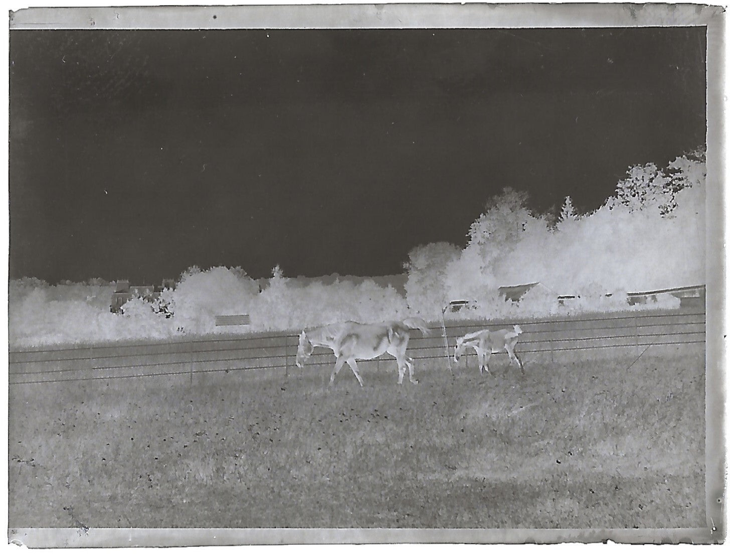 France Bailly, Renard, poulain, photos plaque de verre, lot de 9 négatifs 4x6 cm