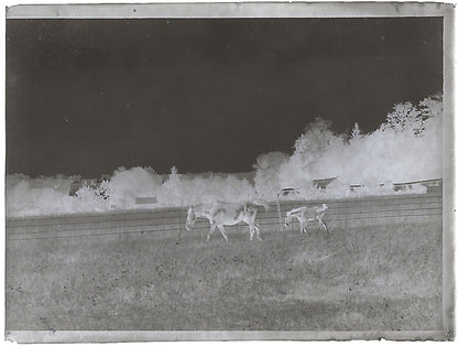 France Bailly, Renard, poulain, photos plaque de verre, lot de 9 négatifs 4x6 cm