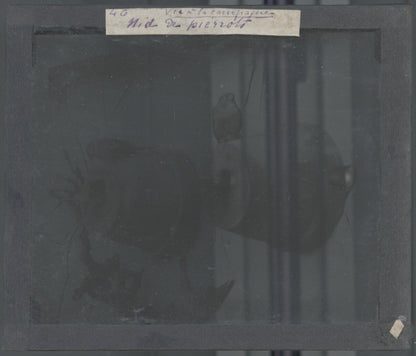 Nid de Pierrots, oiseaux, photo ancienne plaque verre, positif 8,5x10 cm