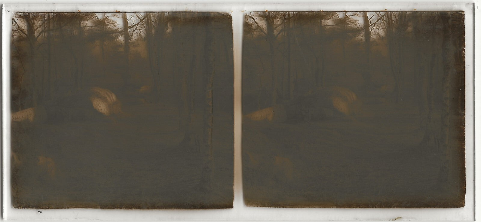 Forêt, sentier , Plaque verre photo stéréoscopique, positif noir & blanc 6x13 cm