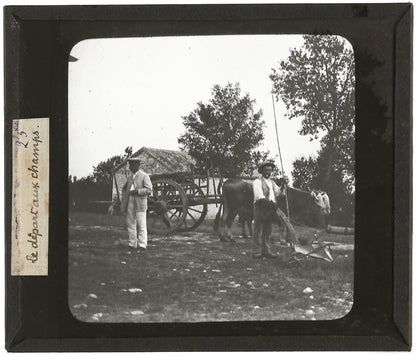 Campagne France, labour boeuf, photo plaque de verre, positif 8,5x10 cm