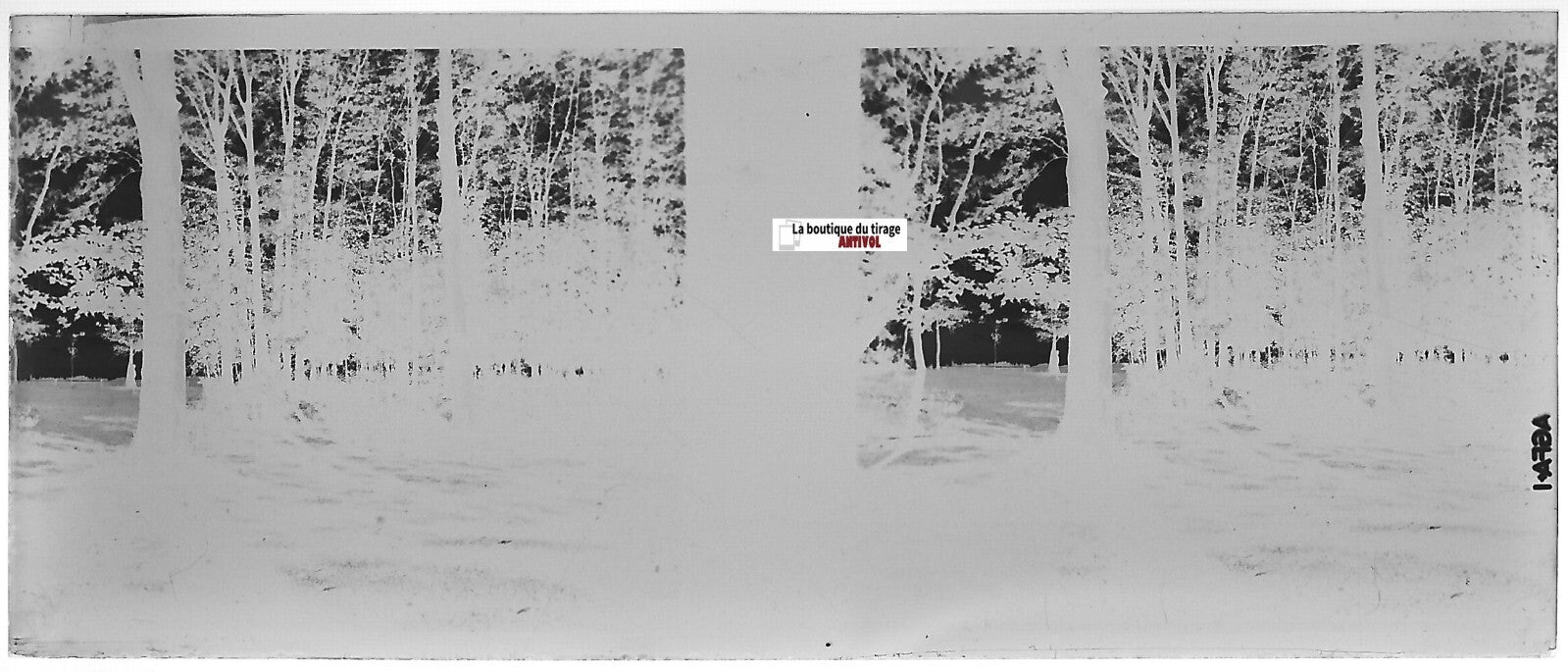 Forêt, bois, Plaque verre photo stéréoscopique, négatif noir & blanc 4,5x10,7 cm