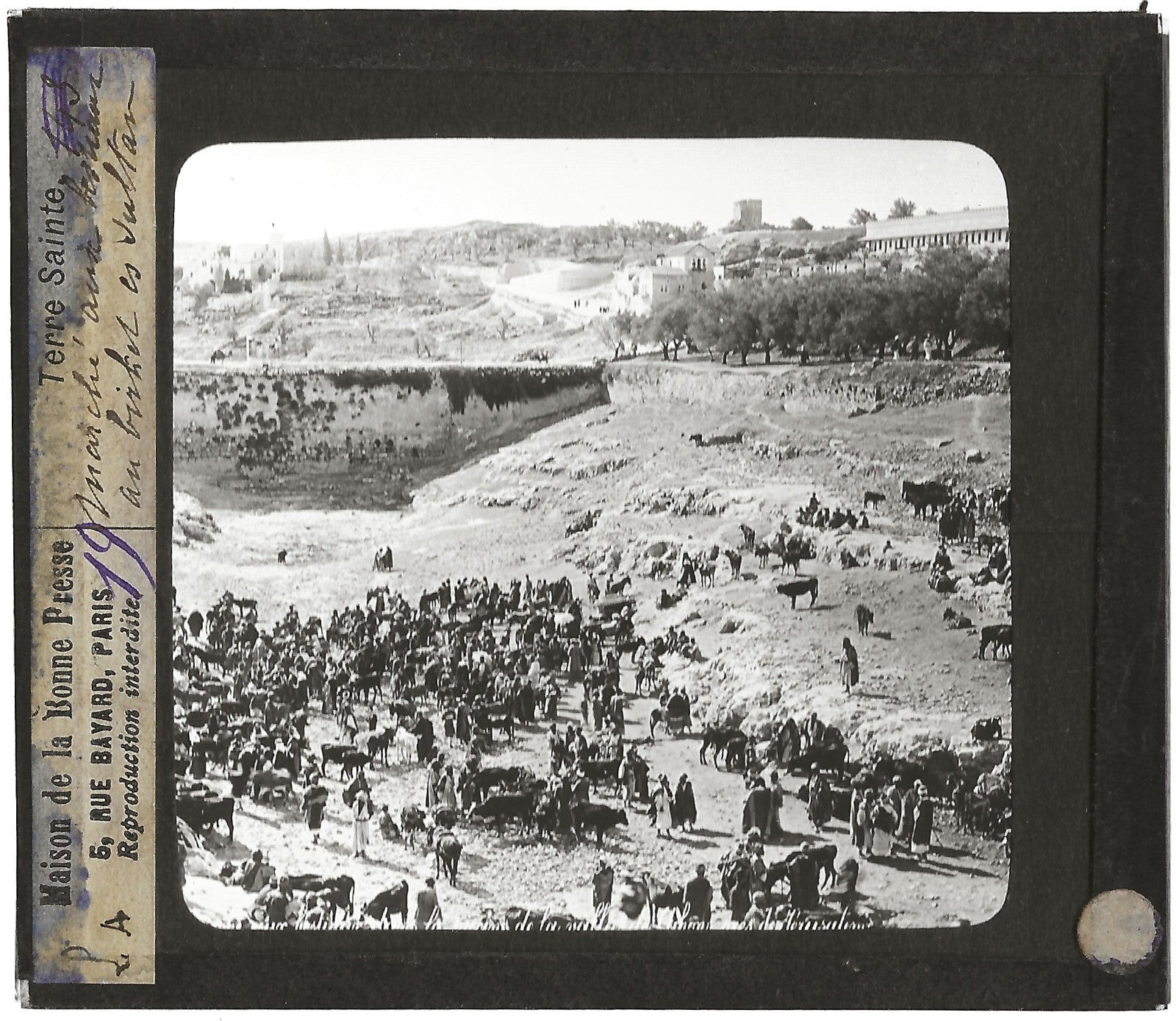 Marché aux bestiaux Gihon, photo ancienne plaque de verre, positif 8,5x10 cm