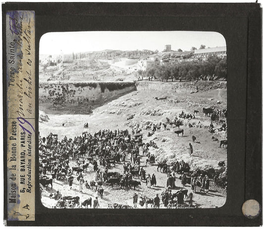 Marché aux bestiaux Gihon, photo ancienne plaque de verre, positif 8,5x10 cm