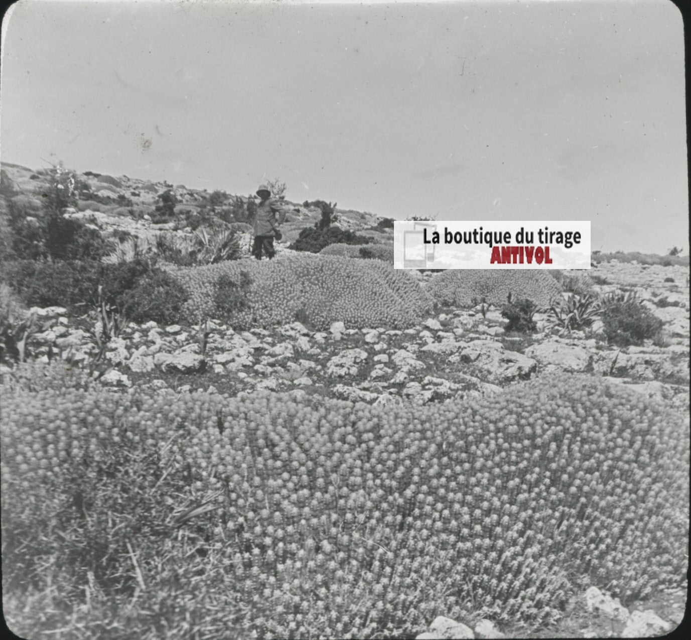 Euphorbe résinifère, Maroc, paysage, photo plaque verre, positif 8,5x10 cm