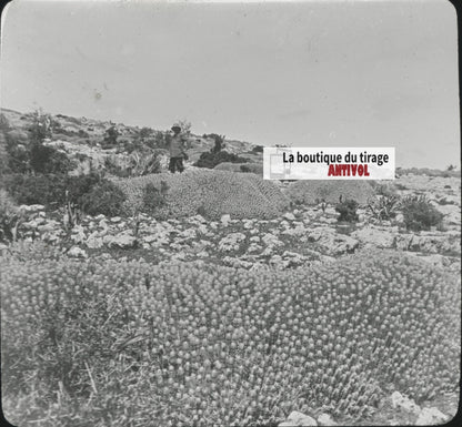 Euphorbe résinifère, Maroc, paysage, photo plaque verre, positif 8,5x10 cm