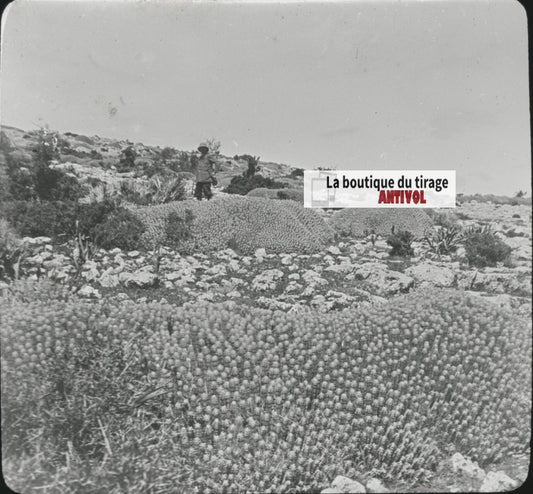 Euphorbe résinifère, Maroc, paysage, photo plaque verre, positif 8,5x10 cm