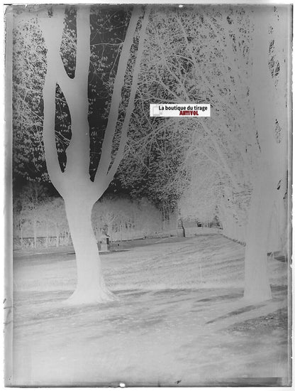 Rennes, parc jardin, Plaque verre photo ancienne, négatif noir & blanc 9x12 cm