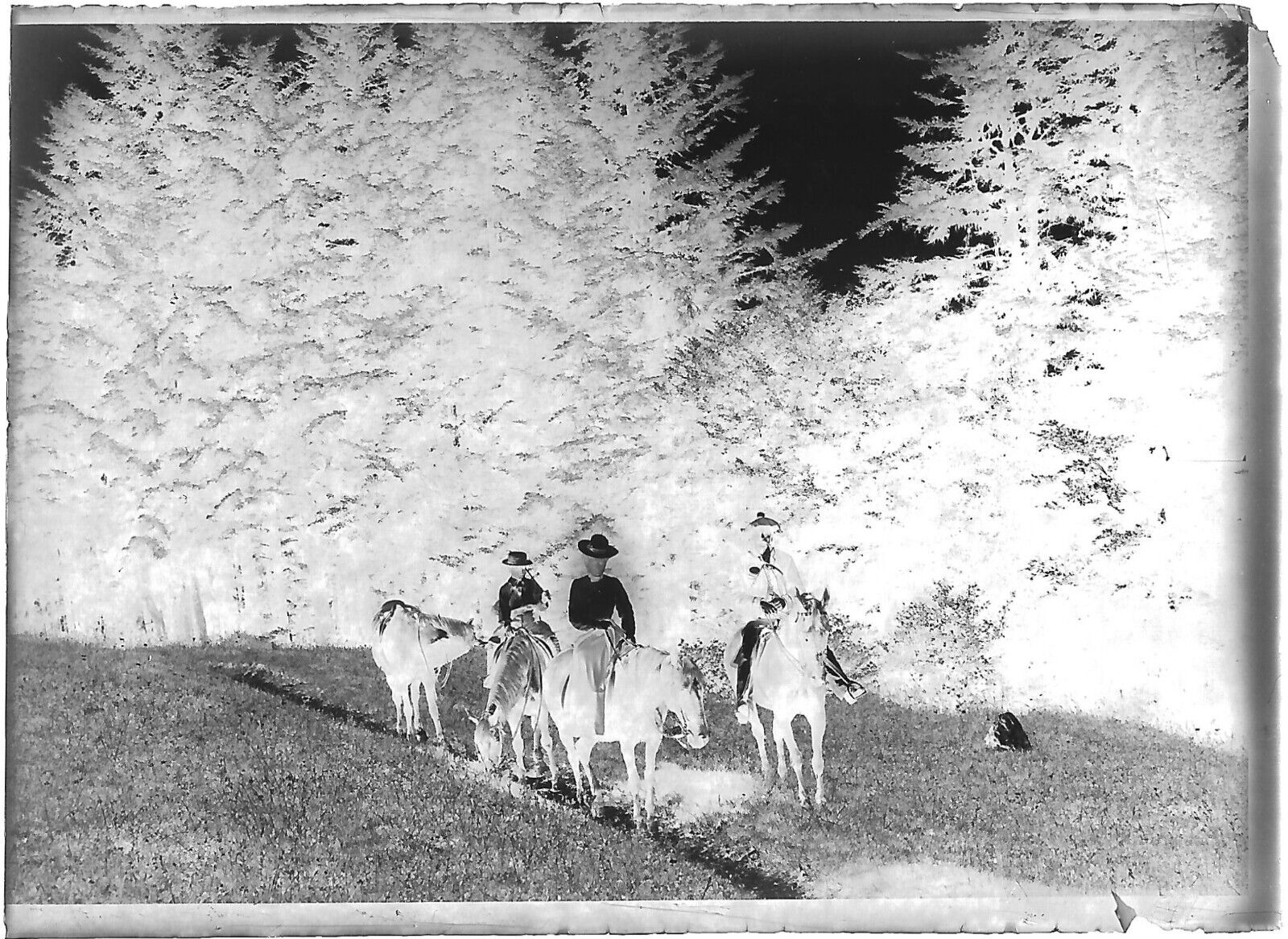 Plaque verre photo négatif noir et blanc 6x9 cm cheval montagne Luchon promenade