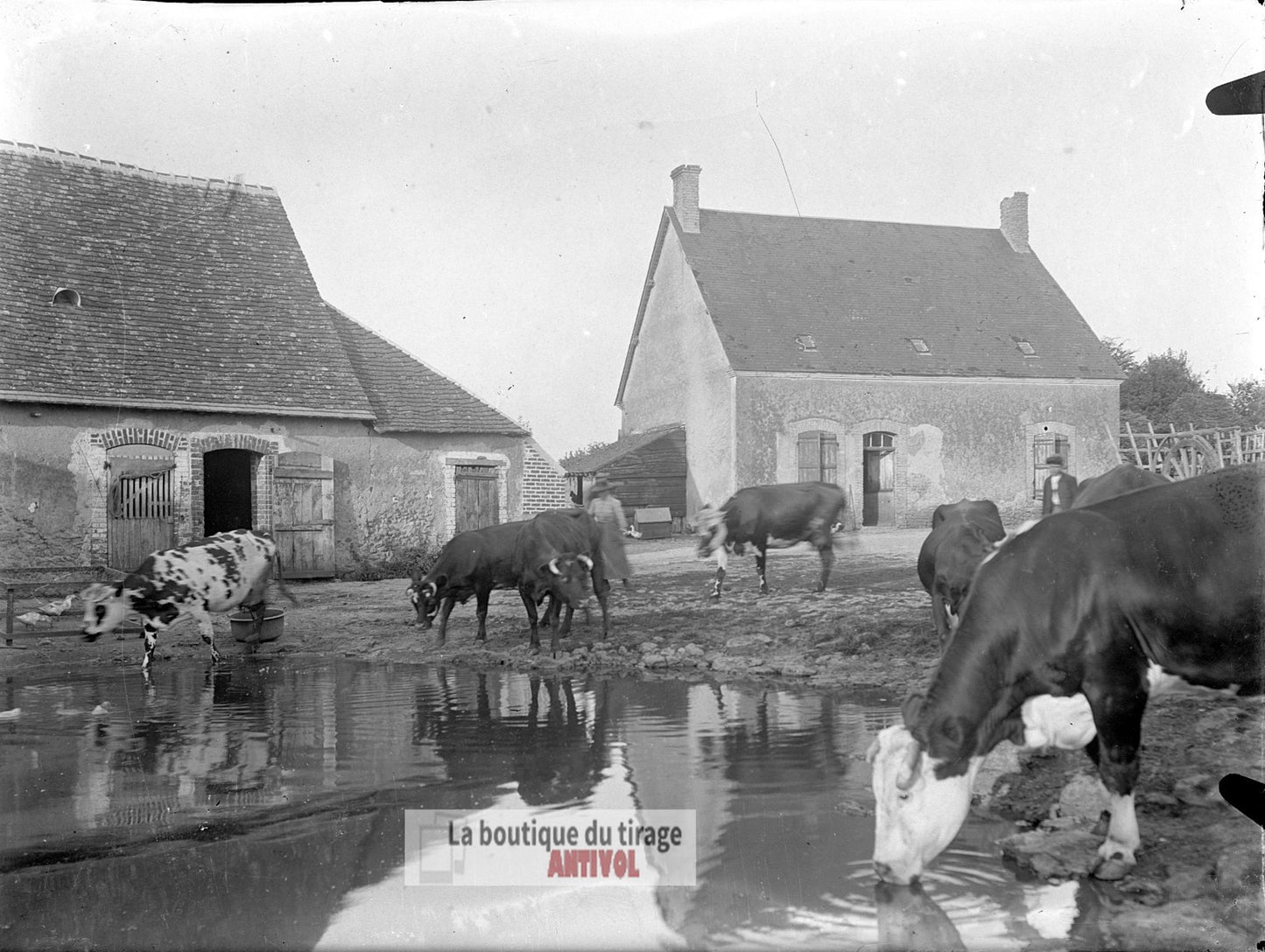 Ferme, campagne, vaches, plaque verre, photo ancienne, négatif 9x12 cm