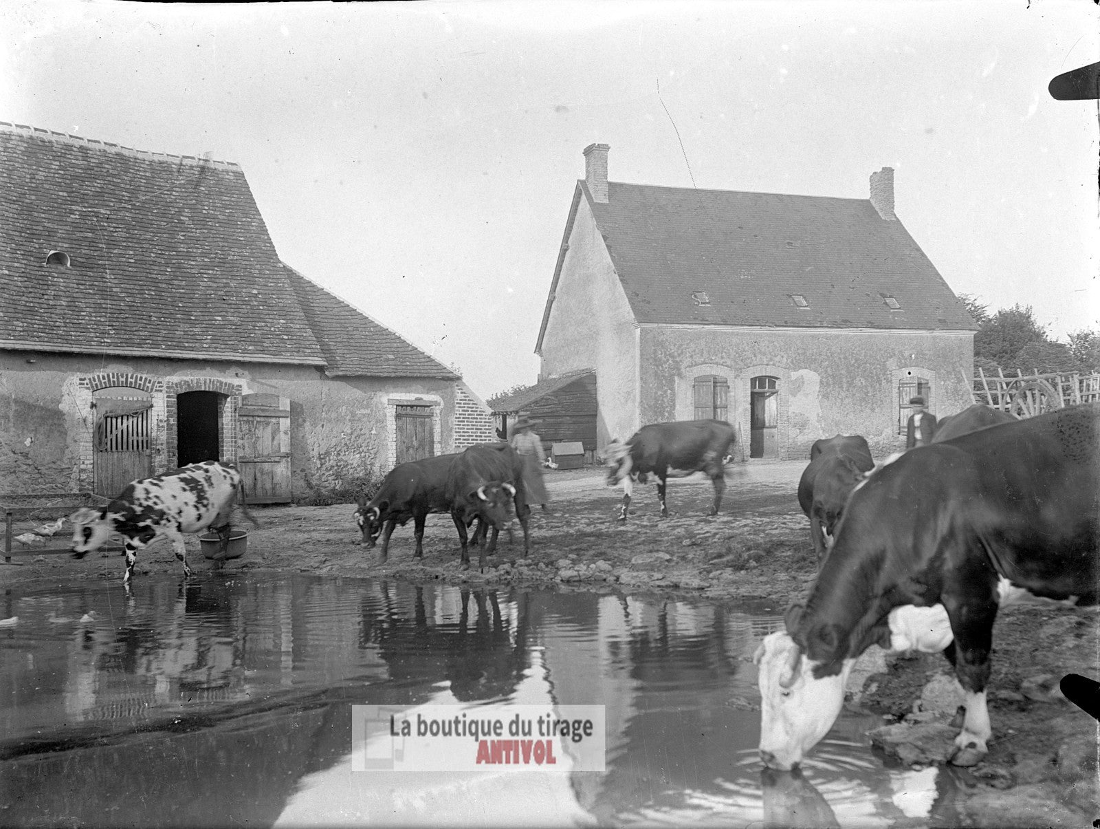 Ferme, campagne, vaches, plaque verre, photo ancienne, négatif 9x12 cm