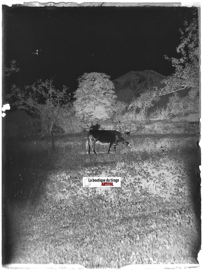 Paysage, vache, Plaque verre photo ancienne, négatif noir & blanc 9x12 cm