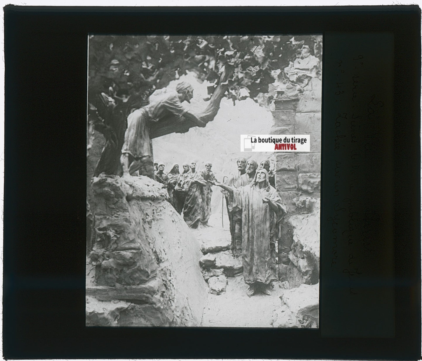 Zachée sur un sycomore, photo plaque verre, noir & blanc, positif 8,5x10 cm