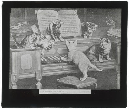 Symphonie de chats, Reichert, peinture, photo plaque verre, positif 8,5x10 cm