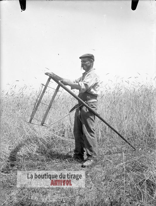 Moisson traditionnelle, campagne, plaque verre, photo ancienne, négatif 9x12 cm