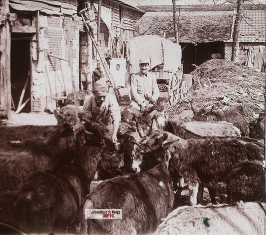 Ravitaillement, ânes guerre WW1, plaque verre stéréo, photo ancienne 4,5x10,7 cm