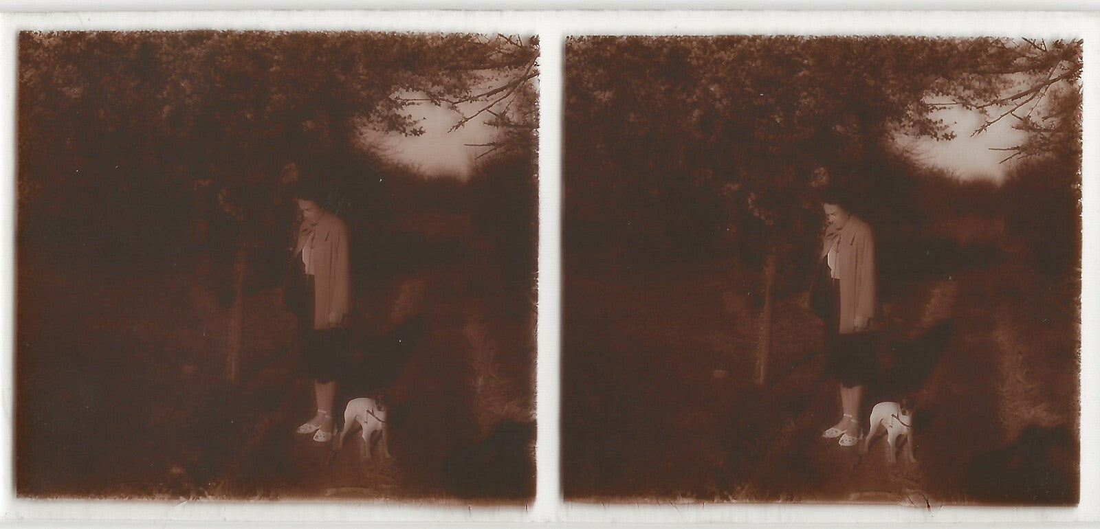 Dame, chien, France, Plaque verre photo stéréo, positif noir & blanc 6x13 cm