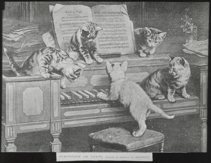 Symphonie de chats, Reichert, peinture, photo plaque verre, positif 8,5x10 cm