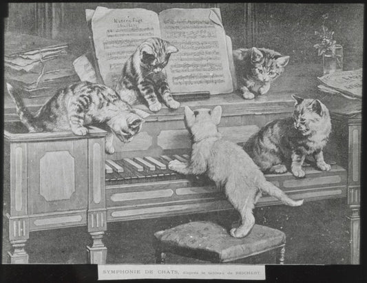 Symphonie de chats, Reichert, peinture, photo plaque verre, positif 8,5x10 cm