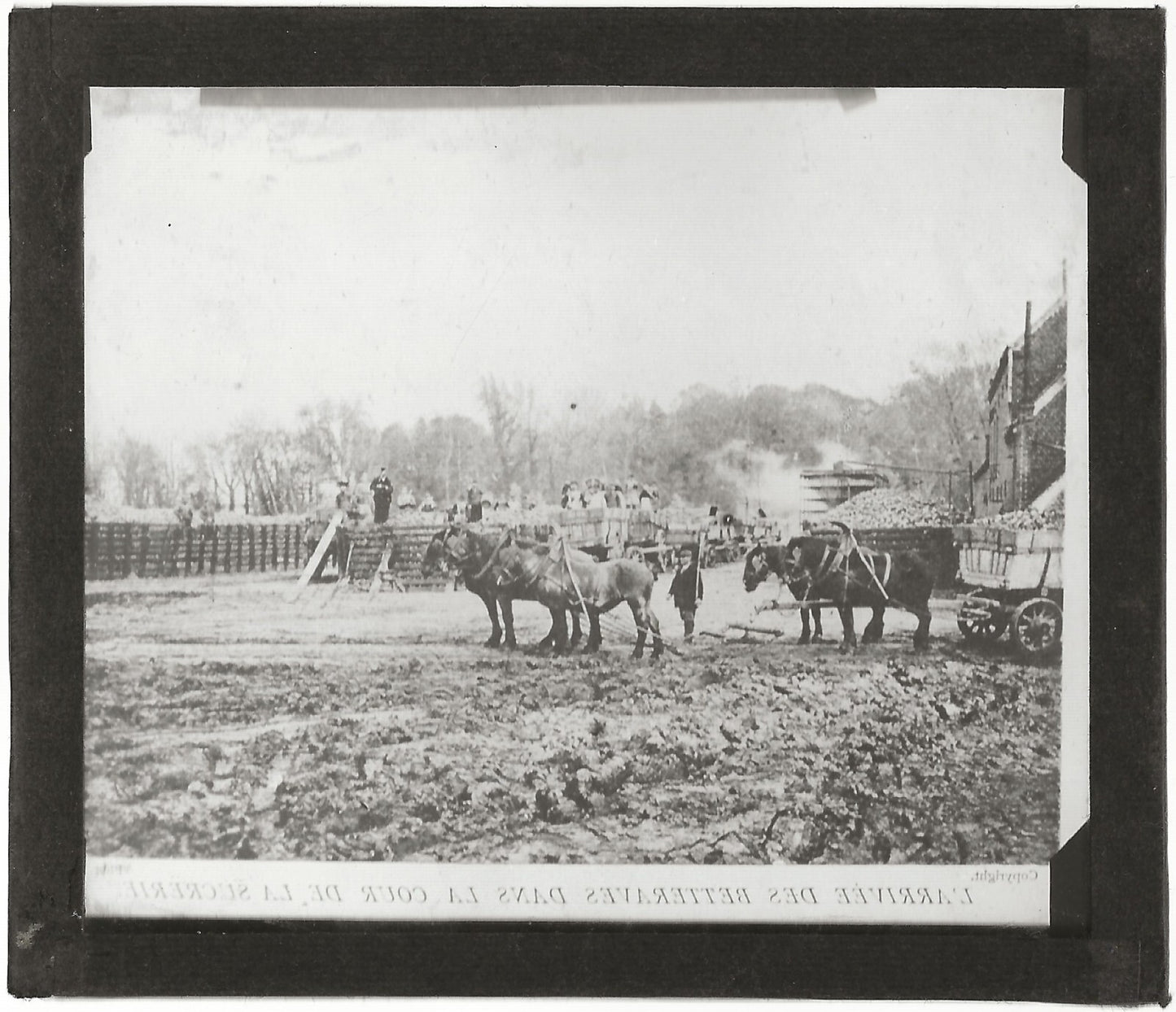 Betteraves, campagne, photo ancienne plaque de verre, positif 8,5x10 cm