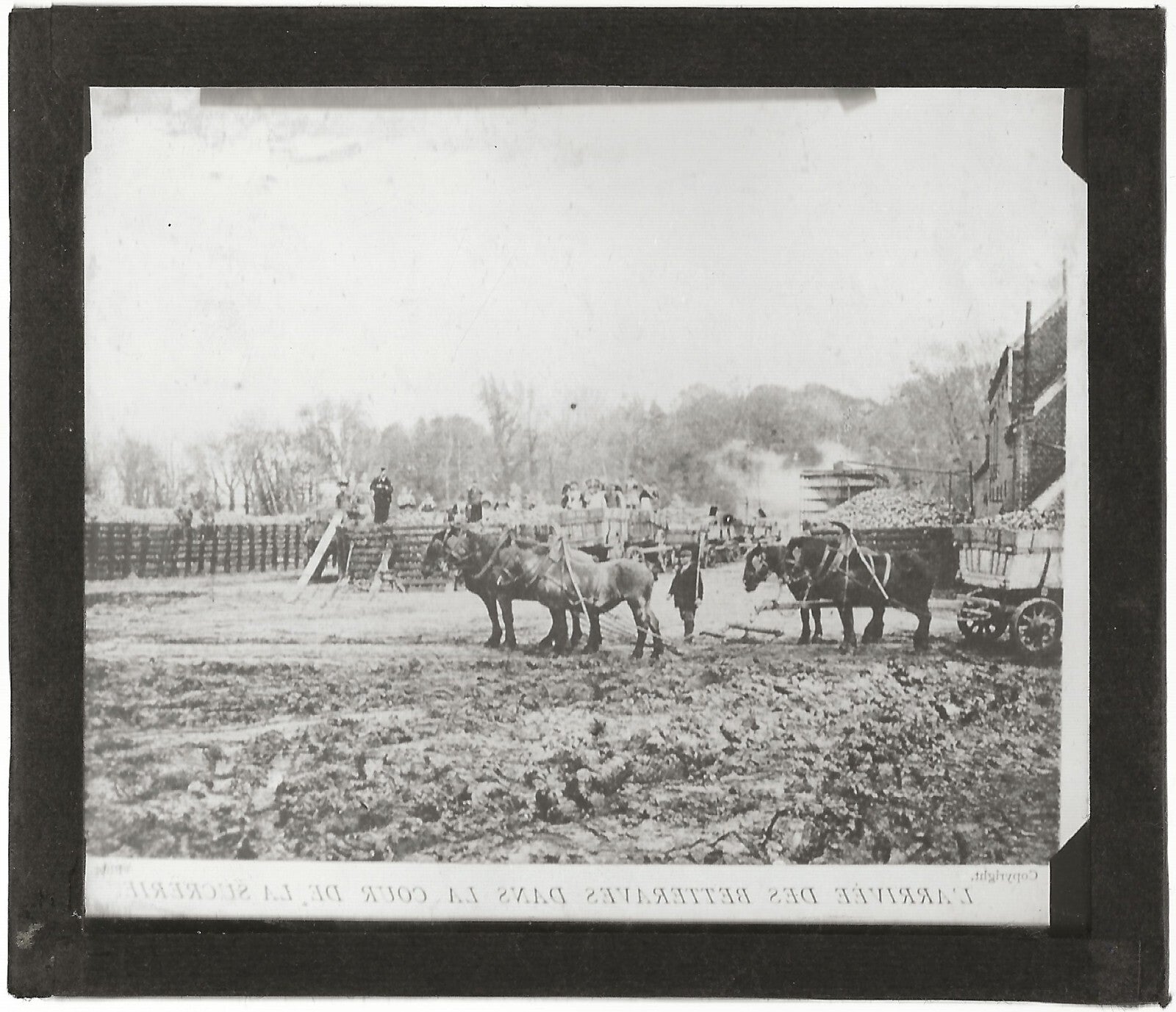 Betteraves, campagne, photo ancienne plaque de verre, positif 8,5x10 cm
