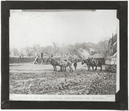 Betteraves, campagne, photo ancienne plaque de verre, positif 8,5x10 cm