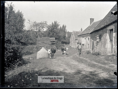 Ferme, campagne, vaches, plaque verre, photo ancienne, négatif 9x12 cm