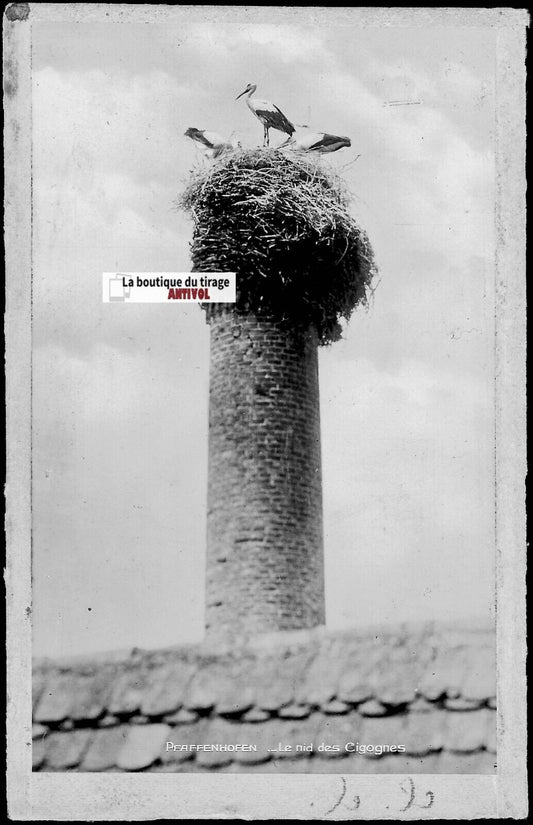 Plaque verre photo, négatif noir & blanc 9x14 cm, Pfaffenhoffen, nid cigognes