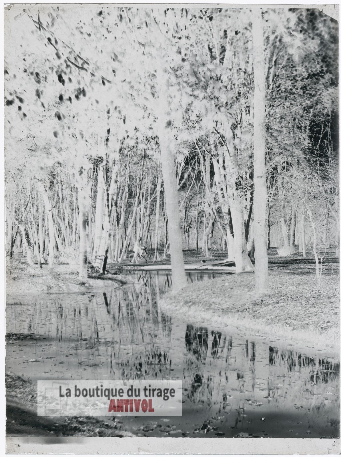 Promenade à bicyclette, sous-bois, plaque verre, photo ancienne, négatif 9x12 cm