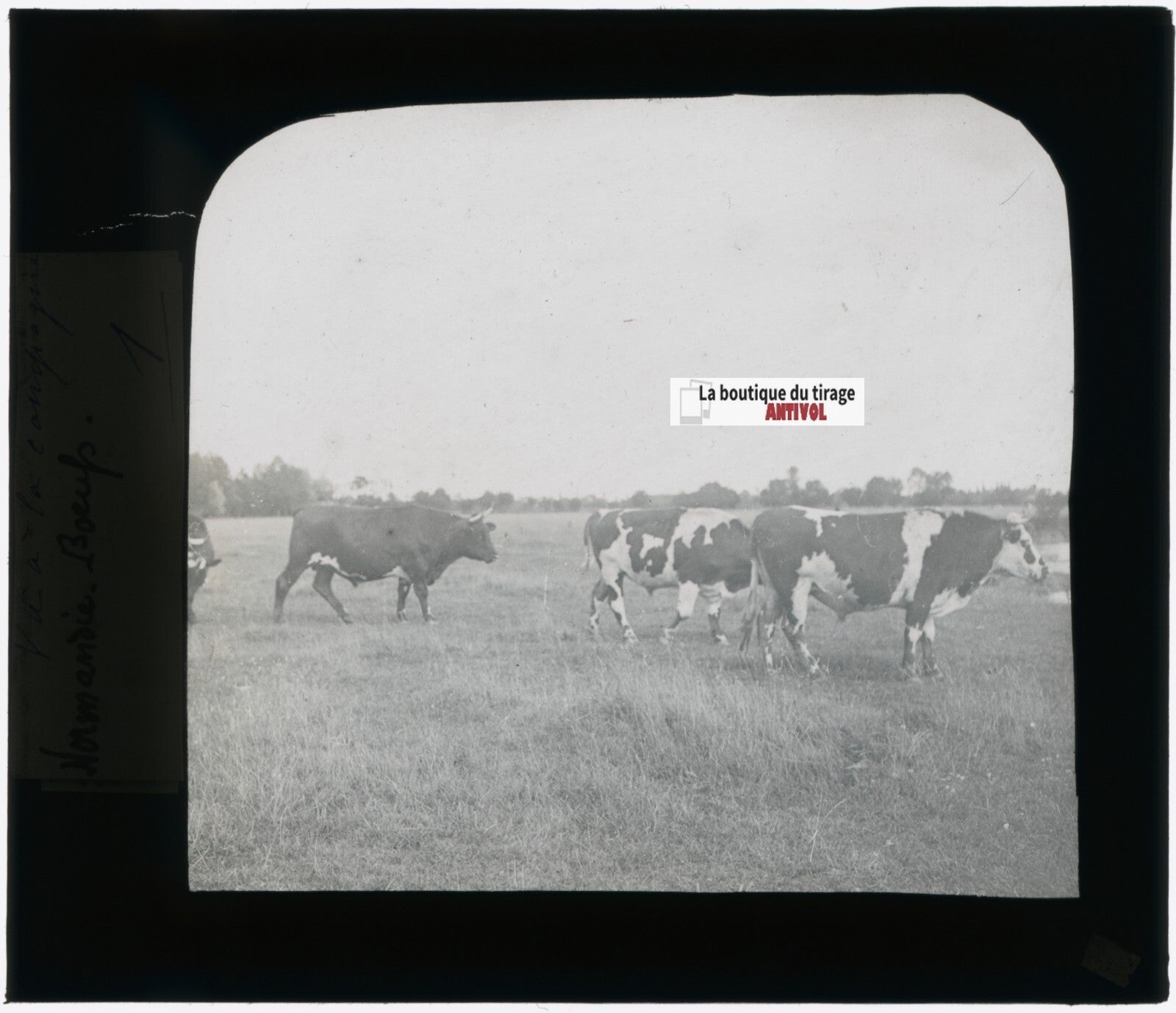Boeufs Normandie, campagne, photo plaque verre, noir & blanc, positif 8,5x10 cm