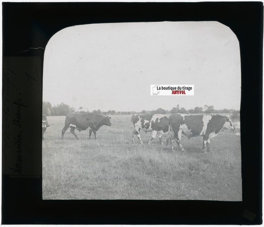 Boeufs Normandie, campagne, photo plaque verre, noir & blanc, positif 8,5x10 cm